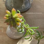 Une composition végétale de plantes succulentes avec un brûle parfum en porcelaine écru de forme adoucie