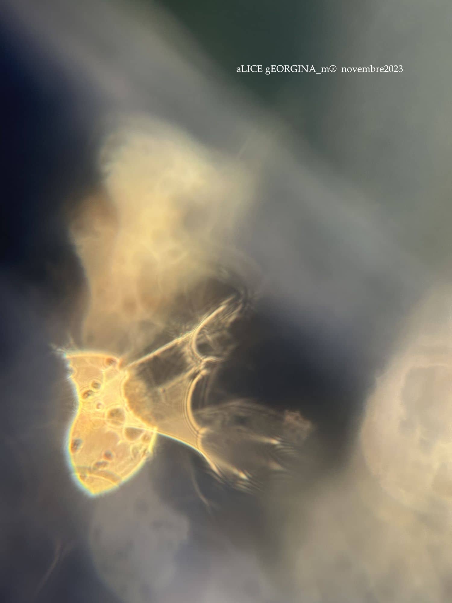 Arrangement d'objets chinés de seconde main, Magie