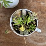 Une composition végétale de plantes succulentes avec une tasse en porcelaine blanche à relief et 3 pied