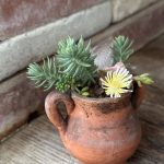 Une composition végétale de plantes succulentes avec une amphore miniature en terre cuite, plume et roche