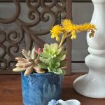 Une composition végétale de plantes succulentes avec un pot bleu en grès artisan et un chausson blanc miniature en porcelaine