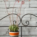 Une composition végétale de plantes succulentes avec un cache pot en céramique blanc rayures oranges et noires