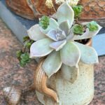 Une composition végétale de plantes succulentes avec un pichet en grès