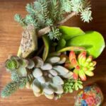 Une composition végétale de plantes succulentes dans un vase haut céramique vert relief pois