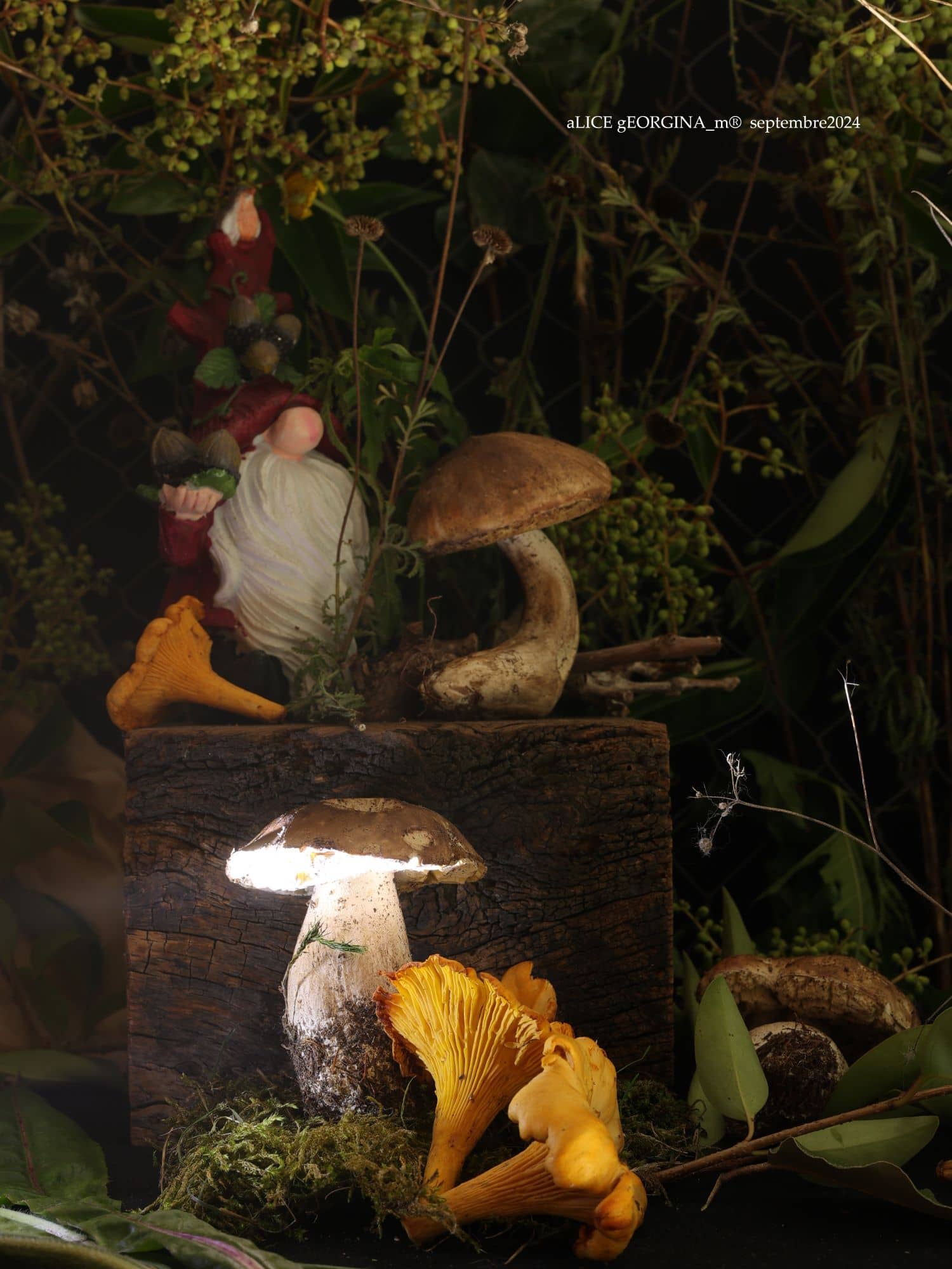 Arrangement d'objets chinés de seconde main, Champignons