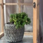 Une composition végétale de plantes succulentes dans un cache pot en argile gris au motif géométrique en relief