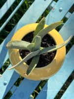 Composition végétale de plantes grasses avec un pot en forme d'amphore en céramique jaune