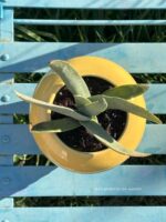 Composition végétale de plantes grasses avec un pot en forme d'amphore en céramique jaune