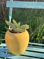 Composition végétale de plantes grasses avec un pot en forme d'amphore en céramique jaune