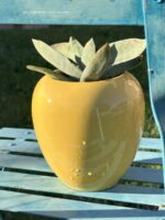 Composition végétale de plantes grasses avec un pot en forme d'amphore en céramique jaune