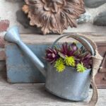 Composition végétale de plantes succulentes avec un arrosoir en acier galvanisé zinc