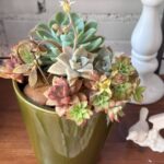 Composition végétale de plantes succulentes avec un pot en céramique vert au format géométrique, un coeur en métal aspect rouille et une suspension libellule en métal