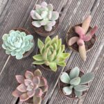 Composition végétale de plantes succulentes avec une série de tasses en grès artisan motif bleu