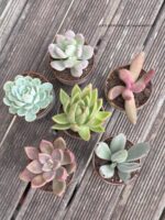 Composition végétale de plantes succulentes avec une série de tasses en grès artisan motif bleu