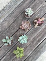 Composition végétale de plantes succulentes avec une série de tasses en grès artisan motif bleu