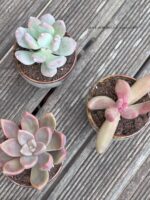 Composition végétale de plantes succulentes avec une série de tasses en grès artisan motif bleu