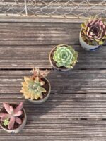 Composition végétale de plantes succulentes avec une série de tasses en grès artisan motif bleu