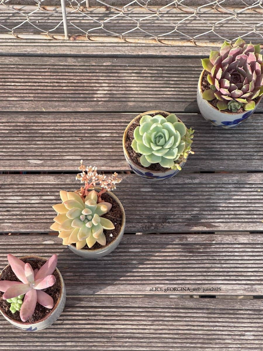 Comète Composition végétale de plantes succulentes avec une série de tasses en grès artisan motif bleu