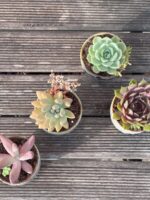 Composition végétale de plantes succulentes avec une série de tasses en grès artisan motif bleu