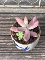 Composition végétale de plantes succulentes avec une série de tasses en grès artisan motif bleu