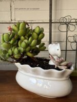 Composition végétale de plantes succulentes avec un pot en céramique blanc, relief noeud