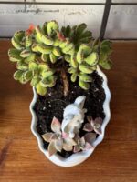 Composition végétale de plantes succulentes avec un pot en céramique blanc, relief noeud