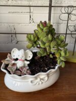 Composition végétale de plantes succulentes avec un pot en céramique blanc, relief noeud