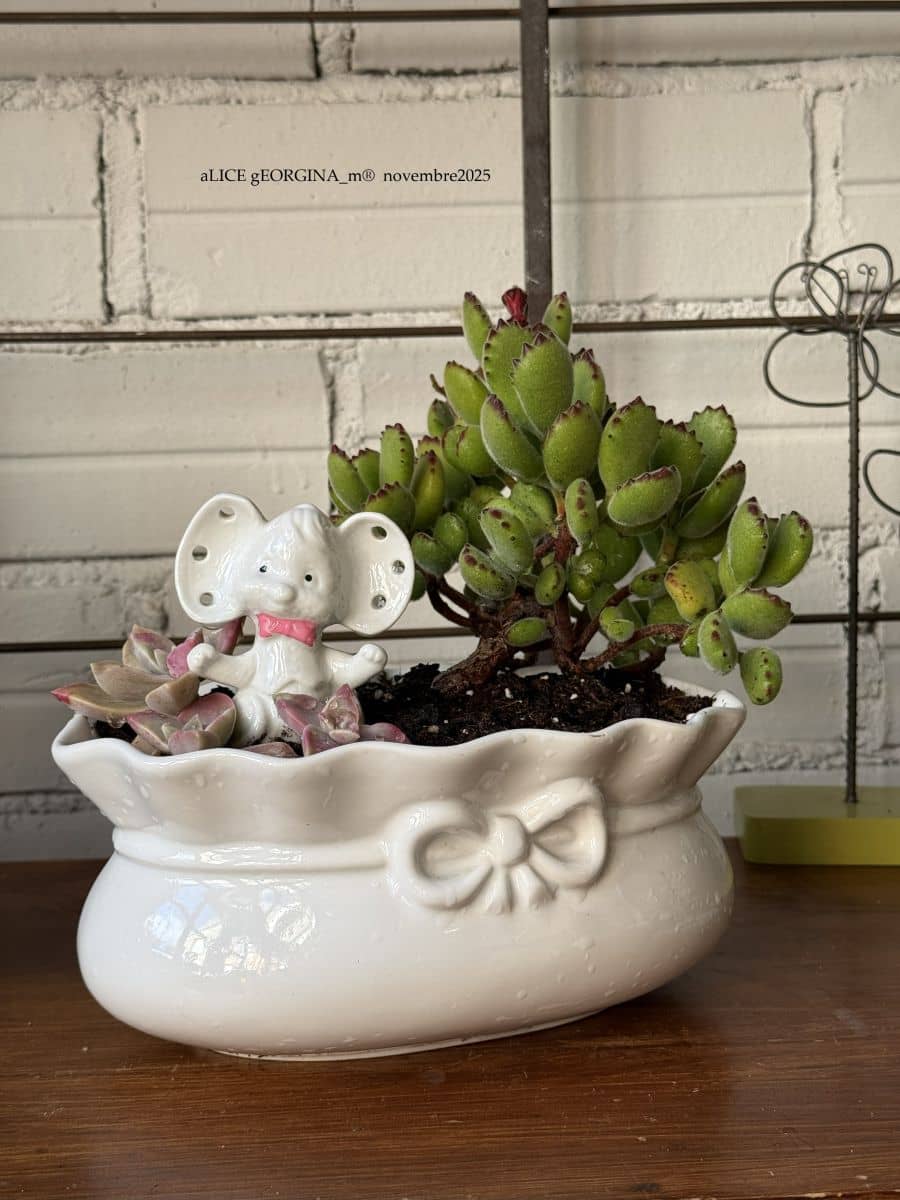 Bonzae4 Composition végétale de plantes succulentes avec un pot en céramique blanc, relief noeud