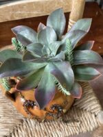 Composition végétale de plantes succulentes avec un pot culinaire ancien en terre marron