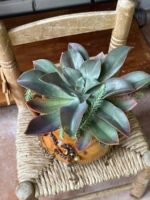 Composition végétale de plantes succulentes avec un pot culinaire ancien en terre marron