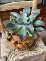 Composition végétale de plantes succulentes avec un pot culinaire ancien en terre marron
