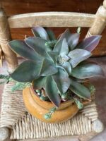 Composition végétale de plantes succulentes avec un pot culinaire ancien en terre marron