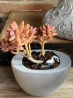 Composition végétale de plantes succulentes avec un pot ovale en céramique gris