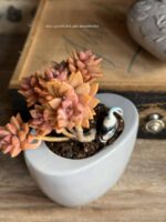Composition végétale de plantes succulentes avec un pot ovale en céramique gris