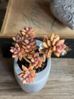 Composition végétale de plantes succulentes avec un pot ovale en céramique gris