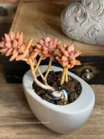 Composition végétale de plantes succulentes avec un pot ovale en céramique gris