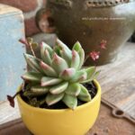 Composition végétale de plantes succulentes avec un bol en céramique jaune