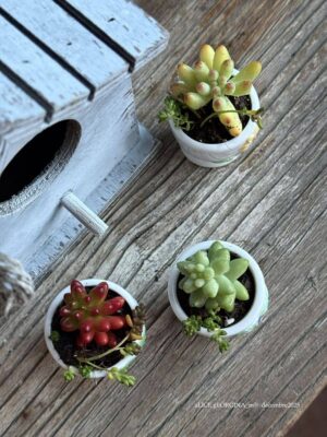 Composition végétale de plantes succulentes avec un ensemble de 3 coquetiers miniatures, marque Afibel, motif fleurs et fruits en reliefs peints