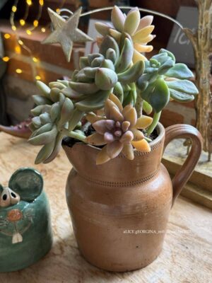 Composition végétale de plantes succulentes avec un pichet ancien en grès marron, décor piqué