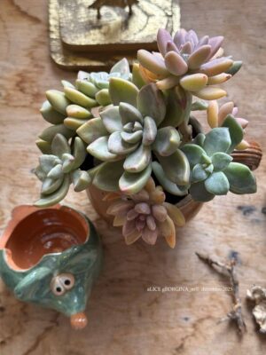 Composition végétale de plantes succulentes avec un pichet ancien en grès marron, décor piqué