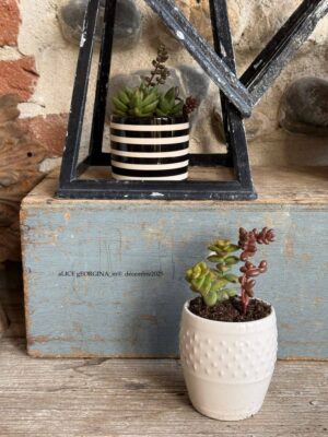 Composition végétale de plantes succulentes avec un pot en céramique blanc grain de riz Genevieve Lethu et un pot rayé noir et blanc