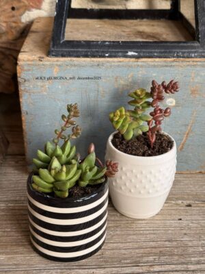 Composition végétale de plantes succulentes avec un pot en céramique blanc grain de riz Genevieve Lethu et un pot rayé noir et blanc