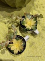 Composition végétale de plantes succulentes avec une tasse e céramique blanche et motif pansement coeur noir