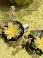 Composition végétale de plantes succulentes avec une tasse e céramique blanche et motif pansement coeur noir