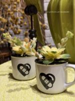 Composition végétale de plantes succulentes avec une tasse e céramique blanche et motif pansement coeur noir