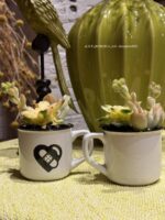 Composition végétale de plantes succulentes avec une tasse e céramique blanche et motif pansement coeur noir