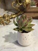 Composition végétale de plantes succulentes avec un tasse en céramique blanche motif pois dorés