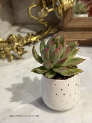 Composition végétale de plantes succulentes avec un tasse en céramique blanche motif pois dorés