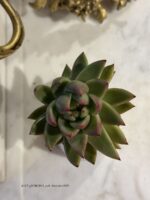 Composition végétale de plantes succulentes avec un tasse en céramique blanche motif pois dorés