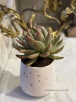 Composition végétale de plantes succulentes avec un tasse en céramique blanche motif pois dorés